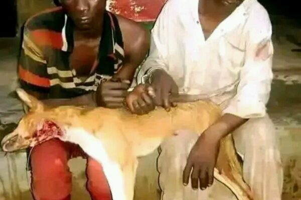 Mahauta A Bauchi